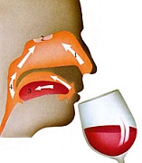 Как распробовать вино